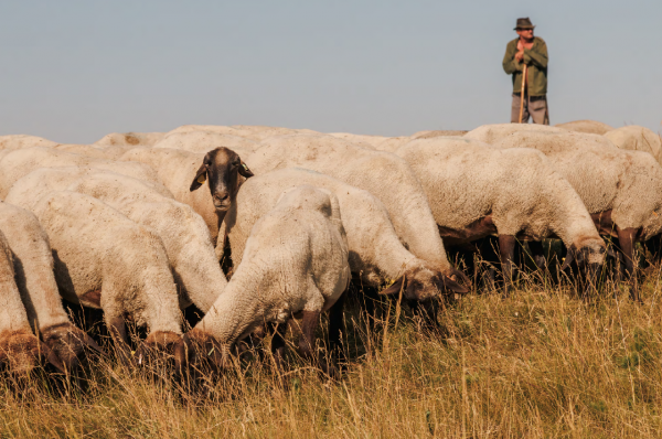 Szeged és a vármegyei legjobb sajtófotóit mutatják be a Móra-múzeumban