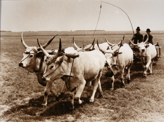Pusztaiak, a pásztorok világa