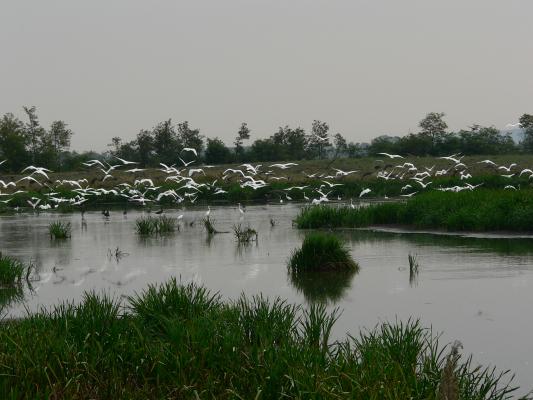 Bodrogközi időszaki vízállásban gyülekező madarak