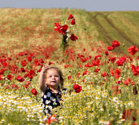 III. helyezett: Flekats Veronika: Heves és Nógrád megye pipacsos határa