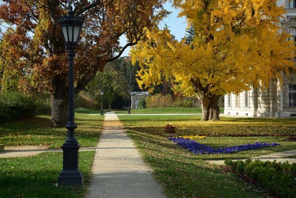 Ginko Biloba fa a Helikon Kastély belső parkjában