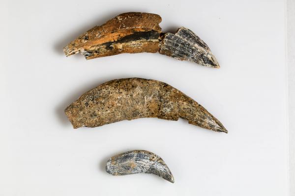  A kardfogú macska (Homotherium latidens) szemfog-leletei