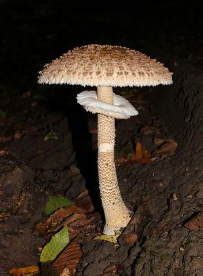 Nagy őzlábgomba