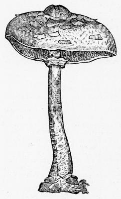 Carolus Clusius botanikus rajza