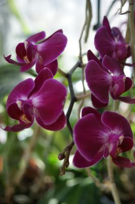 Orchideák a lakásban