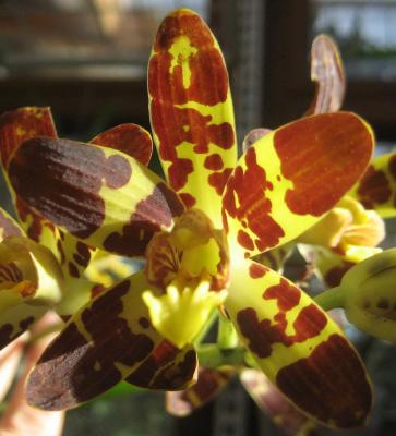 Ansellia africana