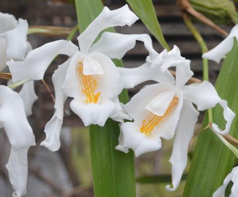 Coelogyne cristata 2