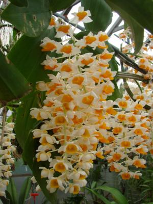 D. thyrsiflorum