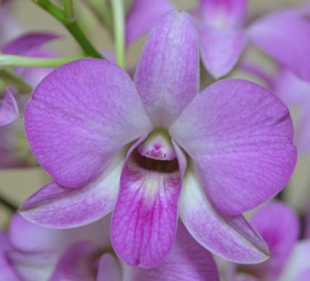 Dendrobiumphalaenopsis
