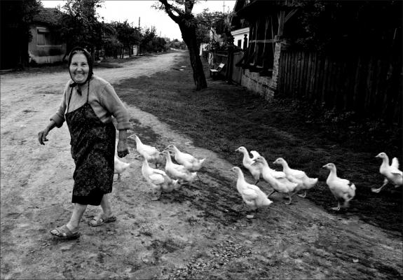 Süli István: Lúdas Mami