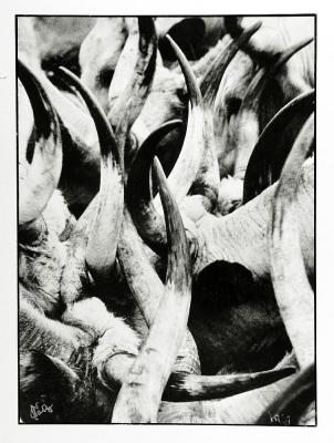 Tóth István: Itatás