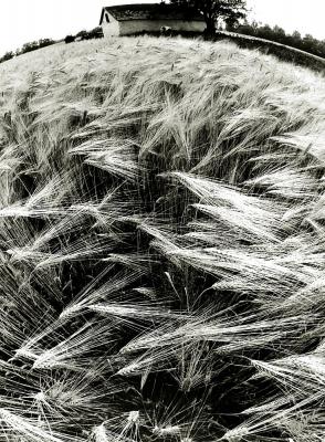 Tóth István: Termő föld